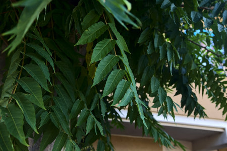 Tree branches growing on a concrete poleの写真素材