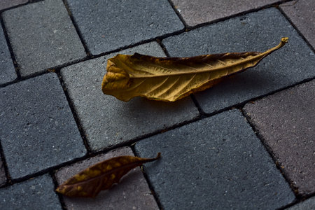 Withered leaf on a pavementの写真素材
