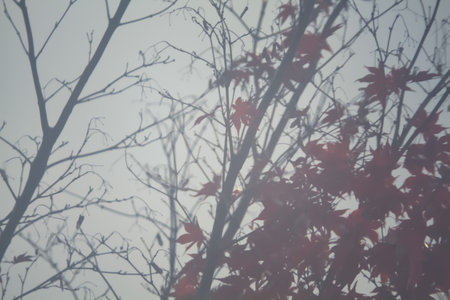 Red leaves on a tree top with the sky as background