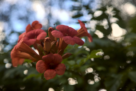 Nasturtium flowers in bloom seen up close