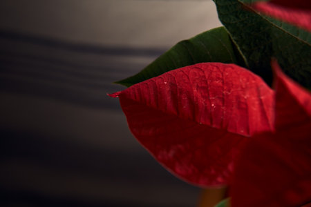 Poinsettia on a white and blue canvas as background seen up closeの写真素材