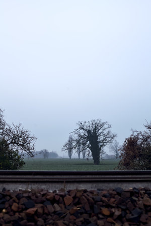 Bare tree covered by ivy framed by plants and a railroad track on a misty day in the italian...