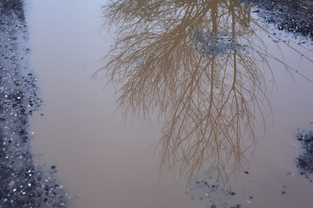 Puddles on a path with bare trees cast in the water