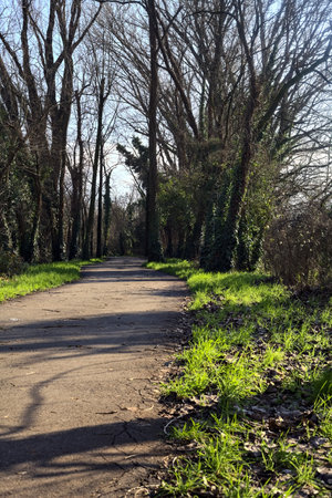Shady paved path in a grove in winter in the italian countryside