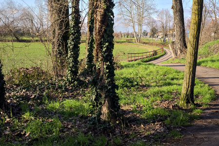 Paved trail next to a field framed by trees and a path in a shady grove in the Italian countryside