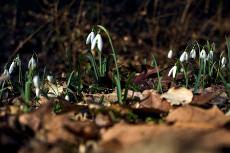 Spring snowflakes in bloom with foliage on the ground seen up close