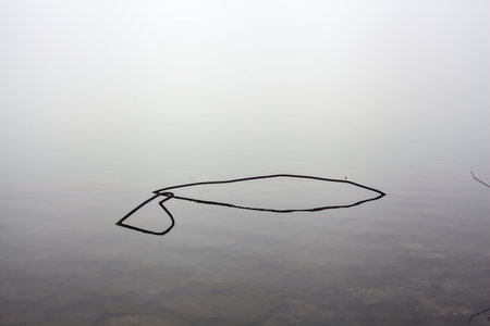 Branch in a lake with its reflection in the water on a foggy dayの写真素材