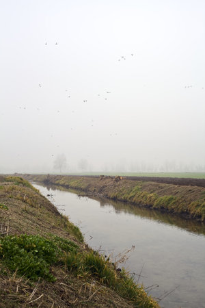 Stream of water between fields with trees covered by the fog in the italian countrysideの写真素材