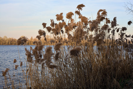 Rushes by the lakeshore at sunsetの写真素材