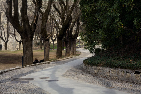 Paved path with bare trees in a park on a cloudy dayの写真素材