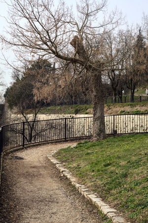 Bare tree on a bend in a path of a park on a cloudy dayの写真素材