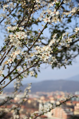 Plum branches in bloom seen up close with the sky as backgroundの写真素材