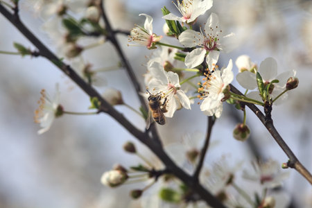 Bee on a white cherry blossom in spring. Honey bee pollinating flowers.の写真素材