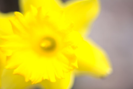 Narcissuses in a flowerbed seen up closeの写真素材