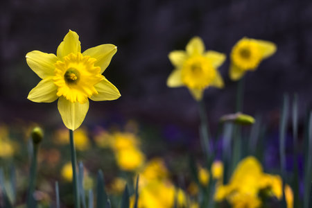 Narcissuses in a flowerbed seen up closeの写真素材