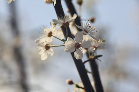 Plum branches in bloom seen up close with the sky as backgroundの写真素材