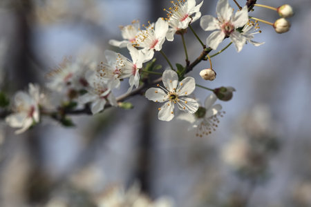 Plum branches in bloom seen up close with the sky as backgroundの写真素材