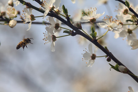 Bee pollinates the flowers of the cherry blossoms on a spring dayの写真素材