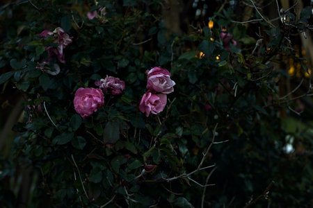 Rose bush in bloom seen up closeの写真素材