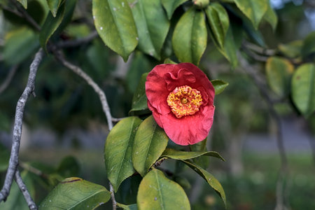 Camellia bush in bloom seen up close at sunsetの写真素材