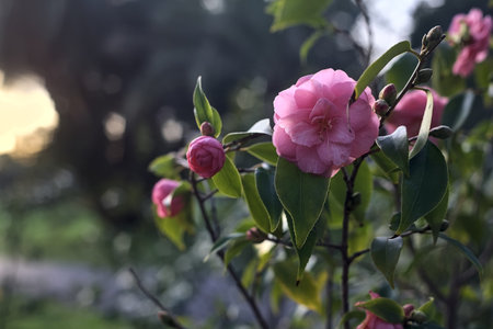 Camellia bush in bloom seen up close at sunsetの写真素材