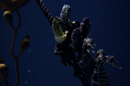 Seahorse in a tank of an aquarium seen up closeの写真素材