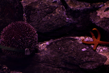 Starfish in the tank of an aquarium seen up closeの写真素材