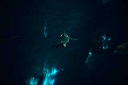 Sharks in the tank of an aquariumの写真素材