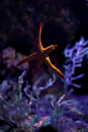 Starfish in the tank of an aquarium seen up close