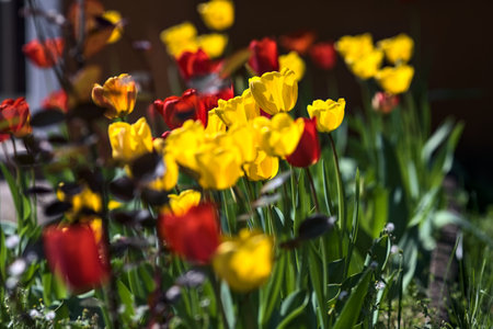 Row of tulips in bloom in a garden seen up closeの写真素材
