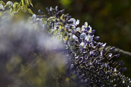 Wisteria in bloom seen up close