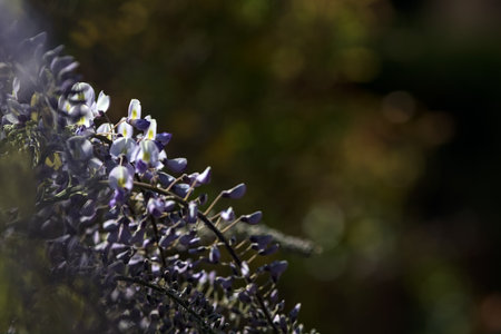 Wisteria in bloom seen up closeの写真素材