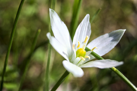 Star of Bethlehem in bloom in the grass seen up closeの写真素材