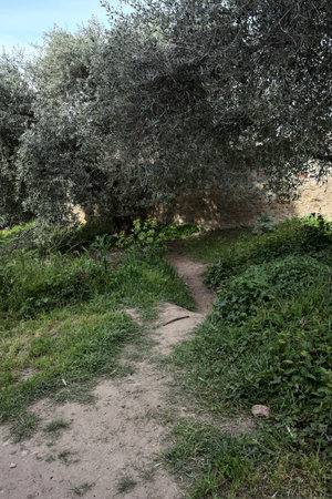 Narrow dirt path in an olive tree grove on a hillの写真素材