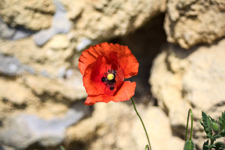Poppy in bloom with a stone wall as background seen up closeの写真素材