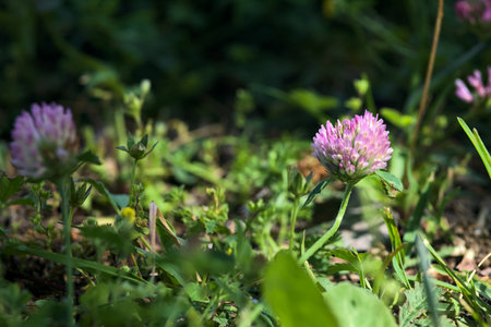 Clover flowers in a lawn seen up closeの写真素材