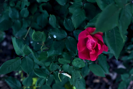 Magenta roses in a bush seen up closeの写真素材