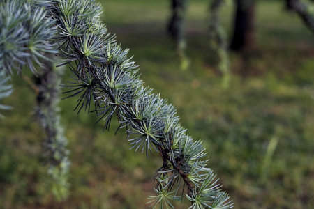 Pine branch with a lawn in the background seen up close