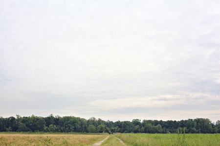 Dirt path between fields that leads to a grove on a cloudy day in the Italian countrysideの写真素材