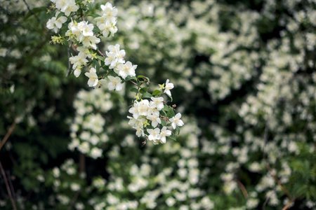 Plum tree branch in bloom seen up closeの写真素材