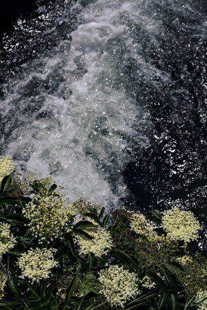Elder flowers on a bridge above flowing waterの写真素材