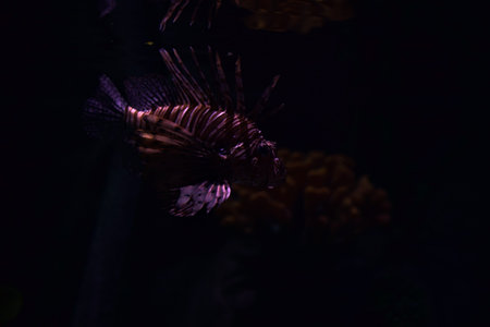 Red lionfish pterois volitans in an aquarium tank seen up closeの写真素材