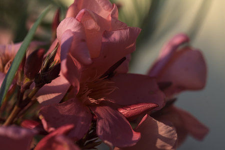 Pink oleander in bloom seen up closeの写真素材