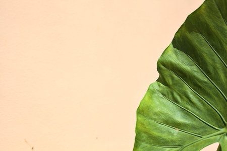 Giant leaf on a clear background