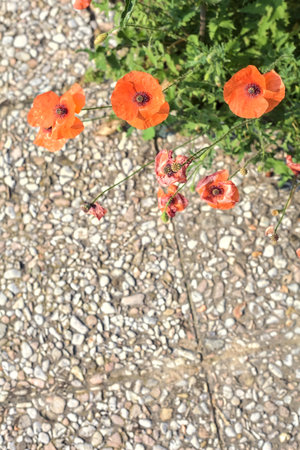 Poppies in bloom with grass growing on a pavement and seen up closeの写真素材