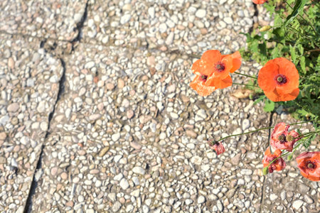Poppies in bloom with grass growing on a pavement and seen up closeの写真素材
