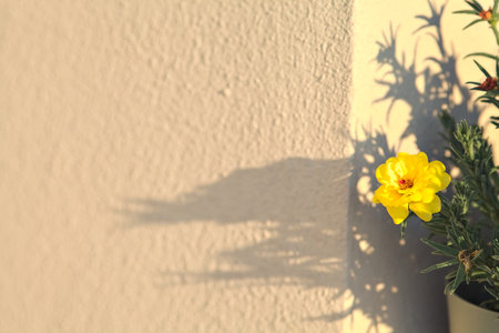Yellow flower in bloom in a vase seen up closeの写真素材