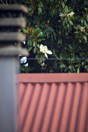 Magnolia tree in bloom framed by a roof and a chimney