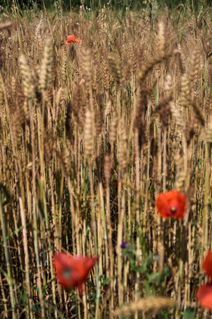 Wheat field bordered by wild flowers with a grove afar in summer in the Italian countrysideの写真素材