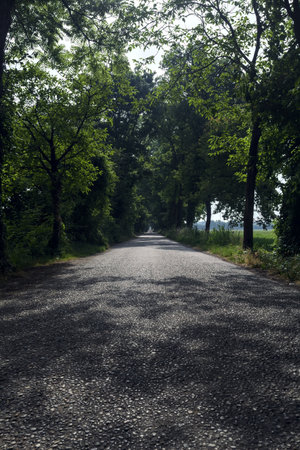 Narrow road in the countryside bordered by trees on a summer day in the italian countrysideの写真素材